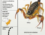 Acidentes Com Escorpião 1