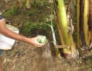 Adubo para Banana Prata 1