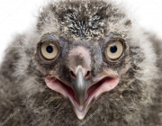 Snowy Owl chick, Bubo scandiacus, 19 days old against white background