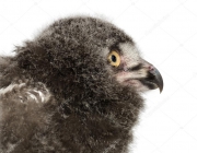 Bubo Scandiacus - Filhote 6