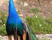 Características do Pavão-Indiano 3