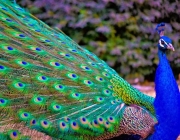 Cores do Pavão 5