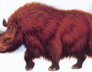 Rinoceronte Lanudo