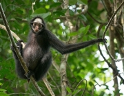 Macacos-Aranha-de-Cara-Branca 4