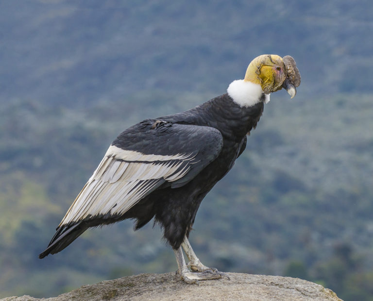 Condor Andino no Alto de uma Montanha