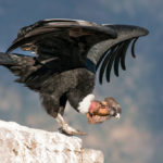 Condor dos Andes (Vultur gryphus)