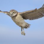 Athene Cunicularia Tolimae