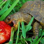 Filhote de Jabuti Comendo