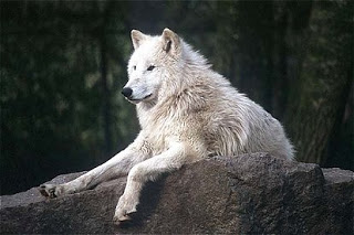 Lobo da Tundra: Características, Habitat e Curiosidades (2026)