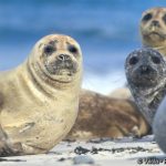Phoca Vitulina