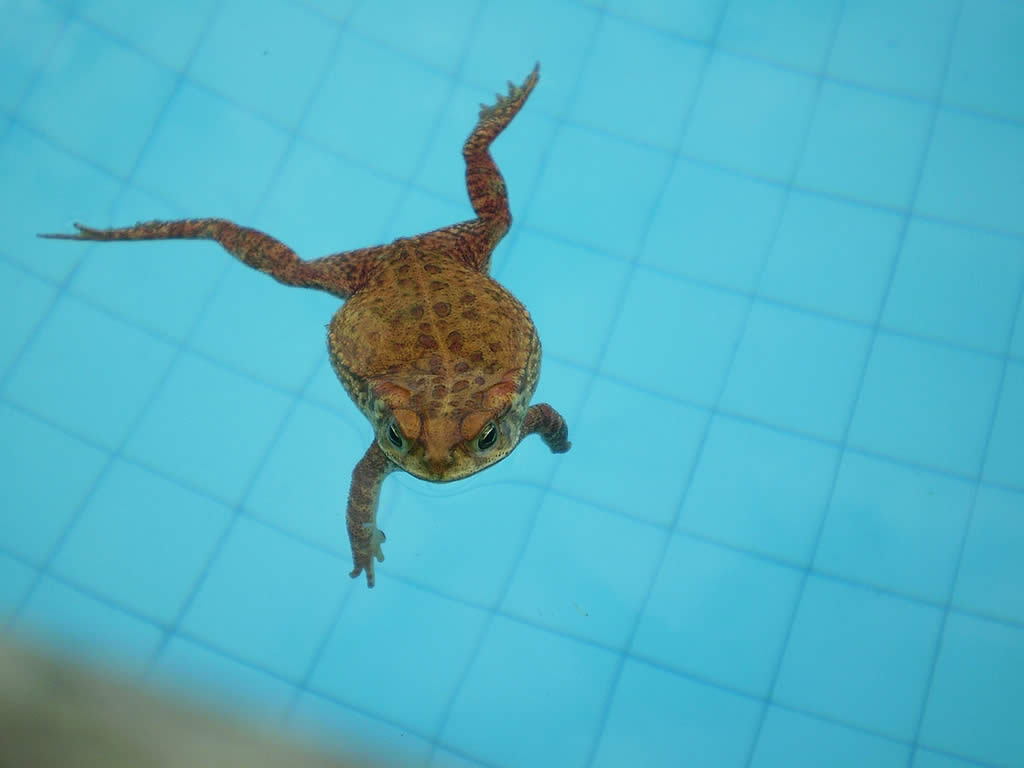 Fezes de Sapo Transmite Doenças