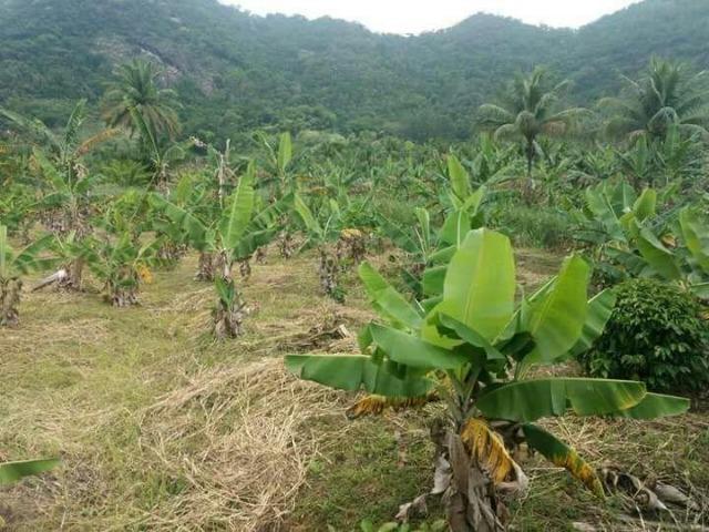 Terreno de Plantação de Banana