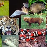 Fauna do Cerrado