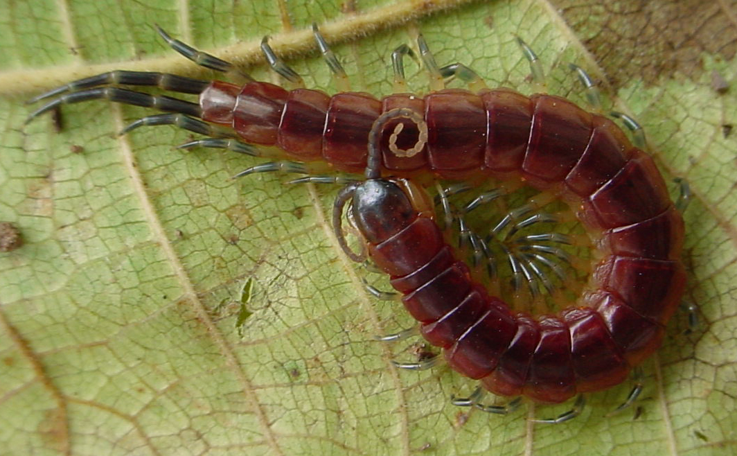 Lacraia e Centopeia: Habitat, Nicho Ecológico e Como Evitar