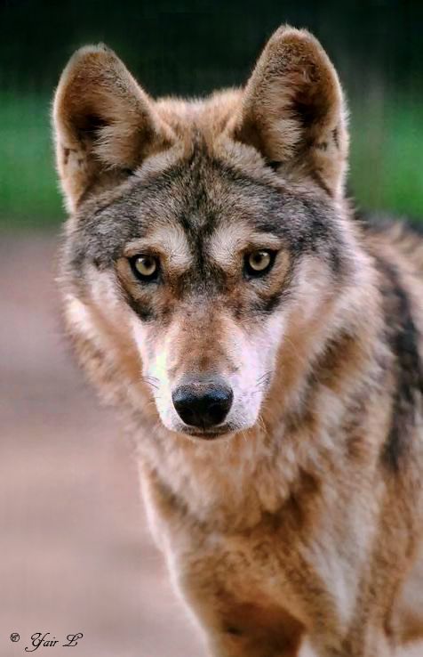 Lobo Indiano Características