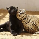 Pantera Negra ao Lado de Leopardo