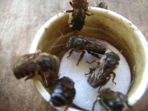 Como Capturar Abelha Uruçu? Garrafa Pet e Misturas