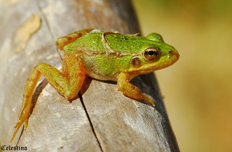 Rã Verde: É Venenosa e Perigosa?