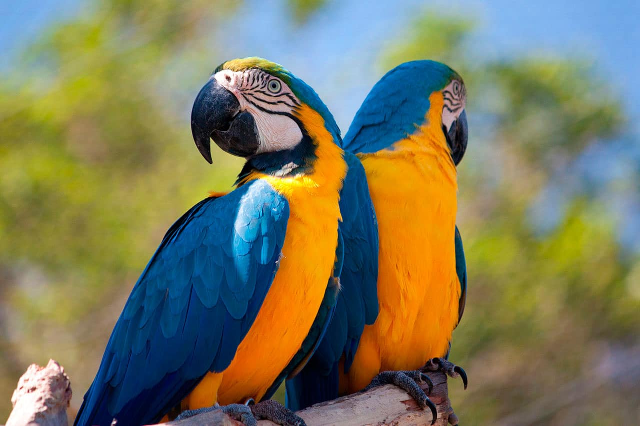 Arara-de-Garganta-Azul: Características e Fotos