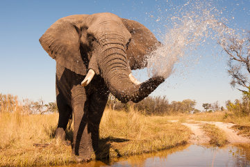 Espécies de Elefantes em Risco de Extinção