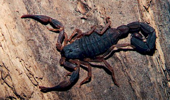 Escorpião Preto Curiosidades