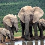 Família de Elefantes da Savana