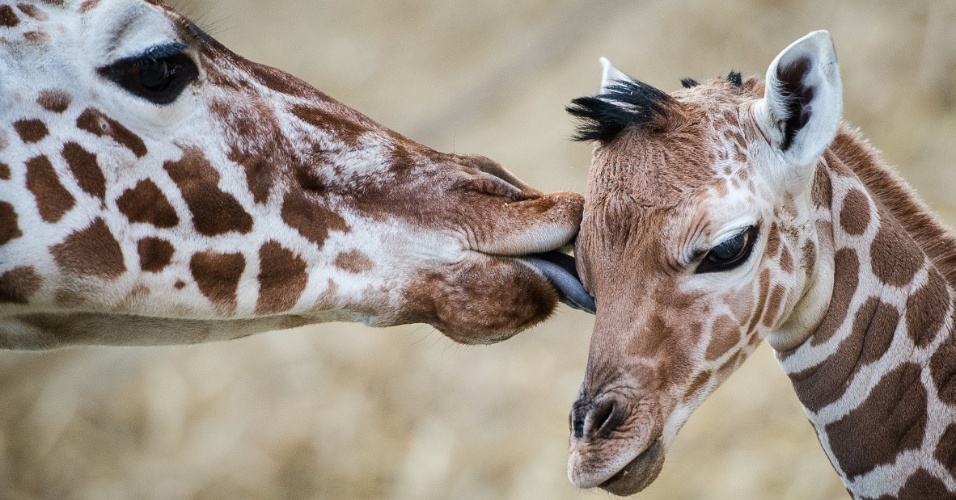 Características da Girafa, Peso, Altura e Comprimento