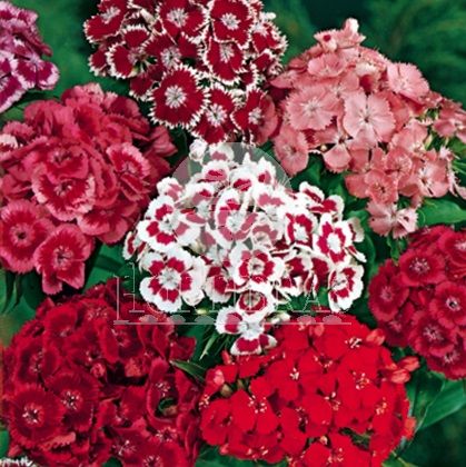 Flor Cravina: Amarela, Rosa, Branca e Azul