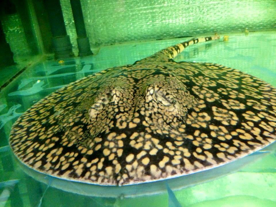 Espécies De Arraias No Brasil: Tipos com Fotos