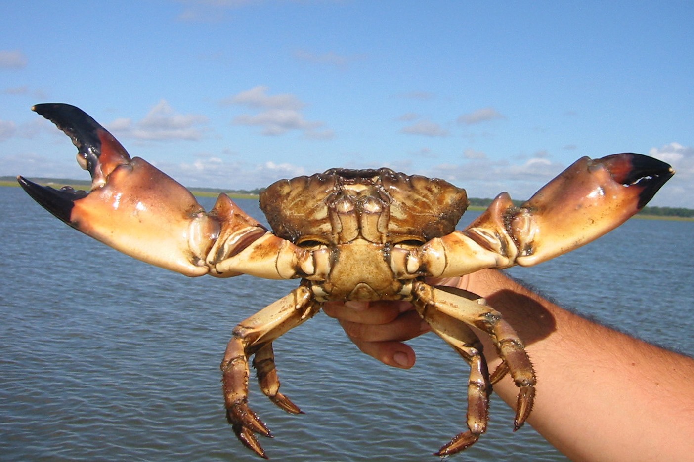 Por Que o Caranguejo Tem Uma Pata Maior Que a Outra?