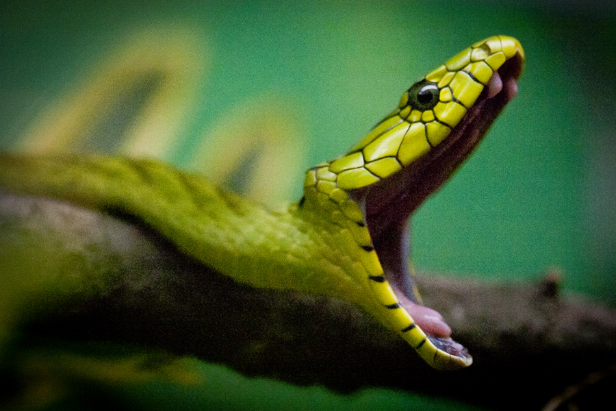 Mamba Verde Ocidental No Brasil: Fotos e Hábitos