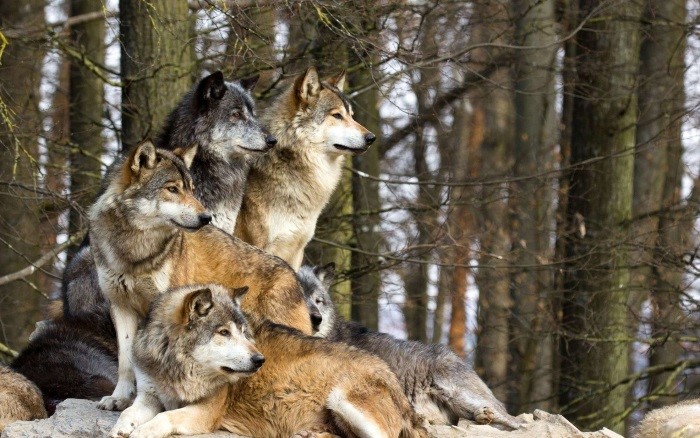 Lobo Cinzento Tamanho, Peso e Nome Científico