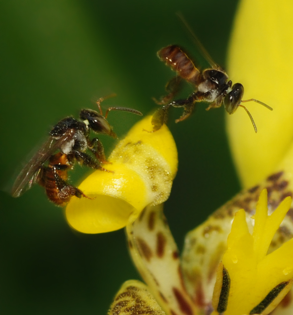Abelhas Meliponas e Trigonas