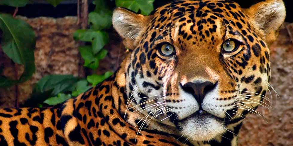 Floresta Amazônica Fauna: Principais Animais Presentes
