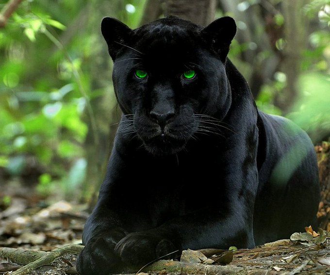 Pantera Negra: Curiosidades sobre o Animal
