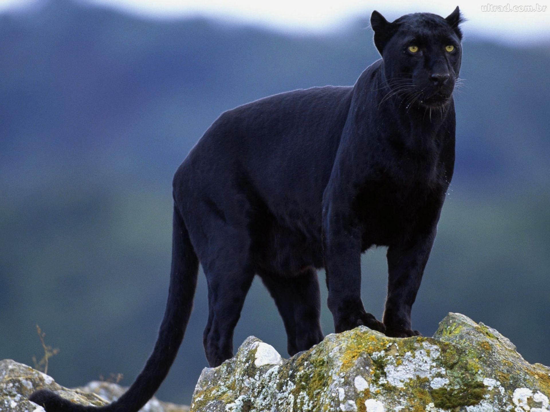 Tudo Sobre a Pantera Negra Animal: Que Espécie é essa?