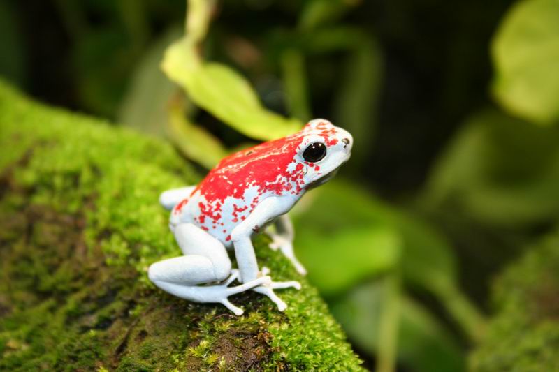 Sapo Laranja Pequeno Venenoso