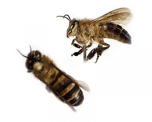 Hábitos da Abelha na Natureza e Comportamento