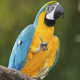 Arara Canindé: Nome Científico, Curiosidades e Fotos