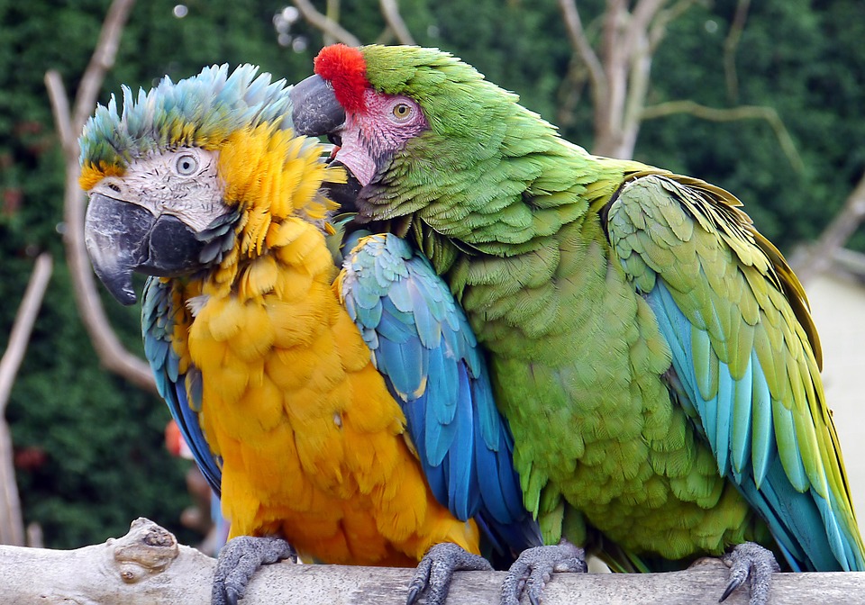 Qual a Diferença Entre Arara e Papagaio?