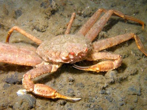 Estudo Sobre Caranguejo em Biologia