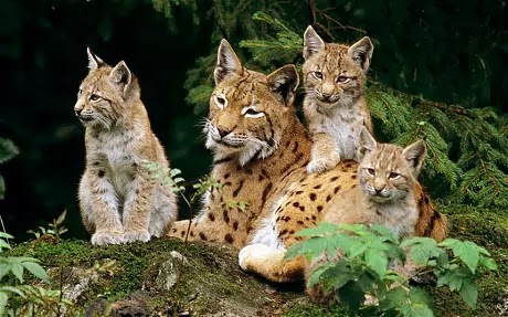 Lince Doméstico: Preço, Fotos e Curiosidades