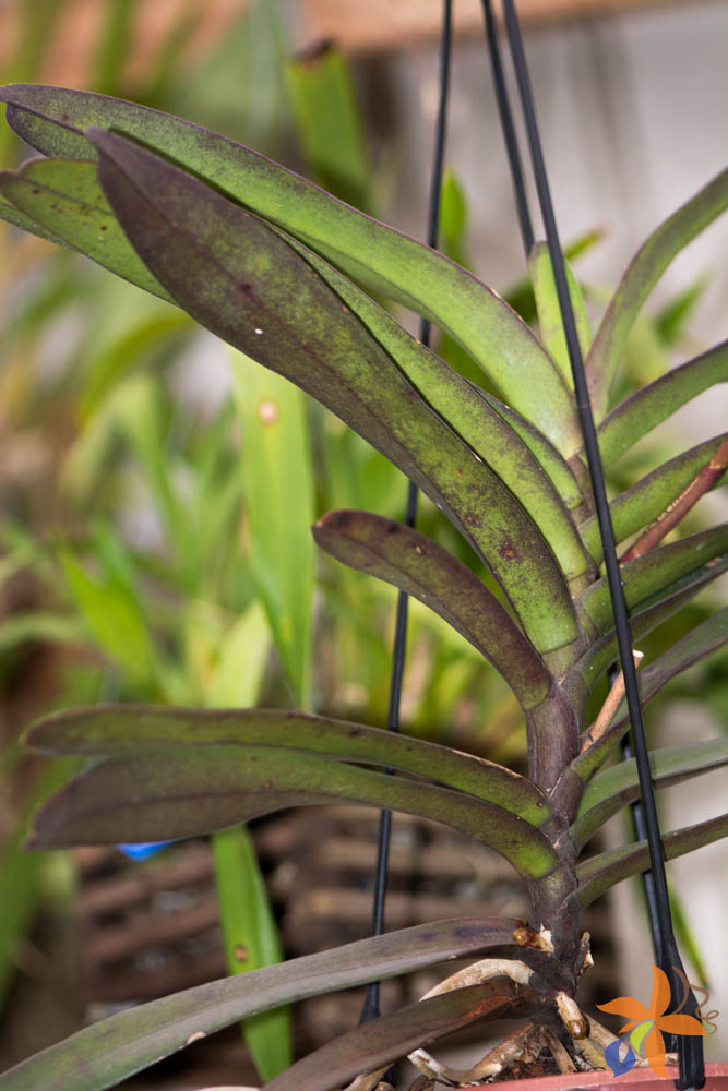 Como Identificar Orquídeas Pelas Folhas? Distribuição no Mundo