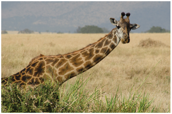 Girafa Masai: Características, Fotos, Peso e Tamanho