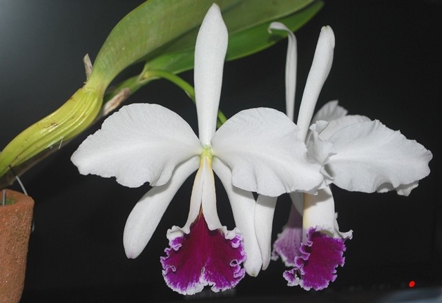 Como Identificar Espécies de Orquídeas
