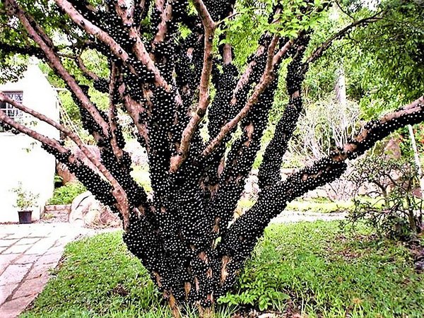 Árvores Frutíferas para Solo Úmido