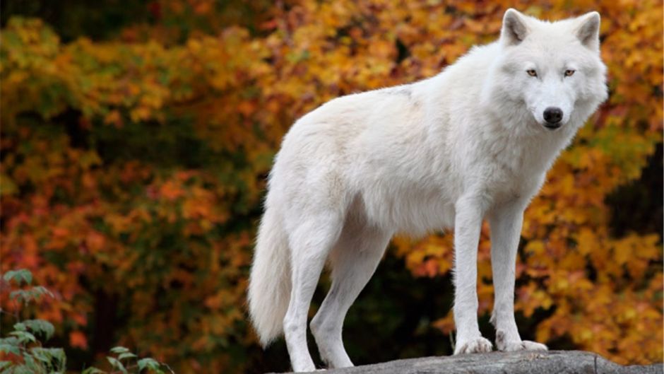 Diferenças Entre Raposa Do Ártico E Lobo Do Ártico
