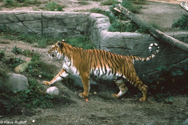 Ficha Técnica do Tigre e Nome Científico