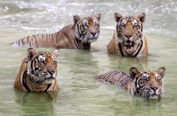 Tigre de Bengala: Extinção, Curiosidades, Filhote e Fotos