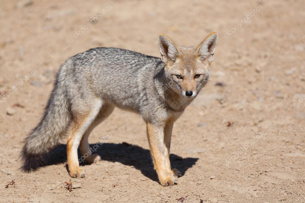 Raposa Cinzenta Vulpes Fotos e Características